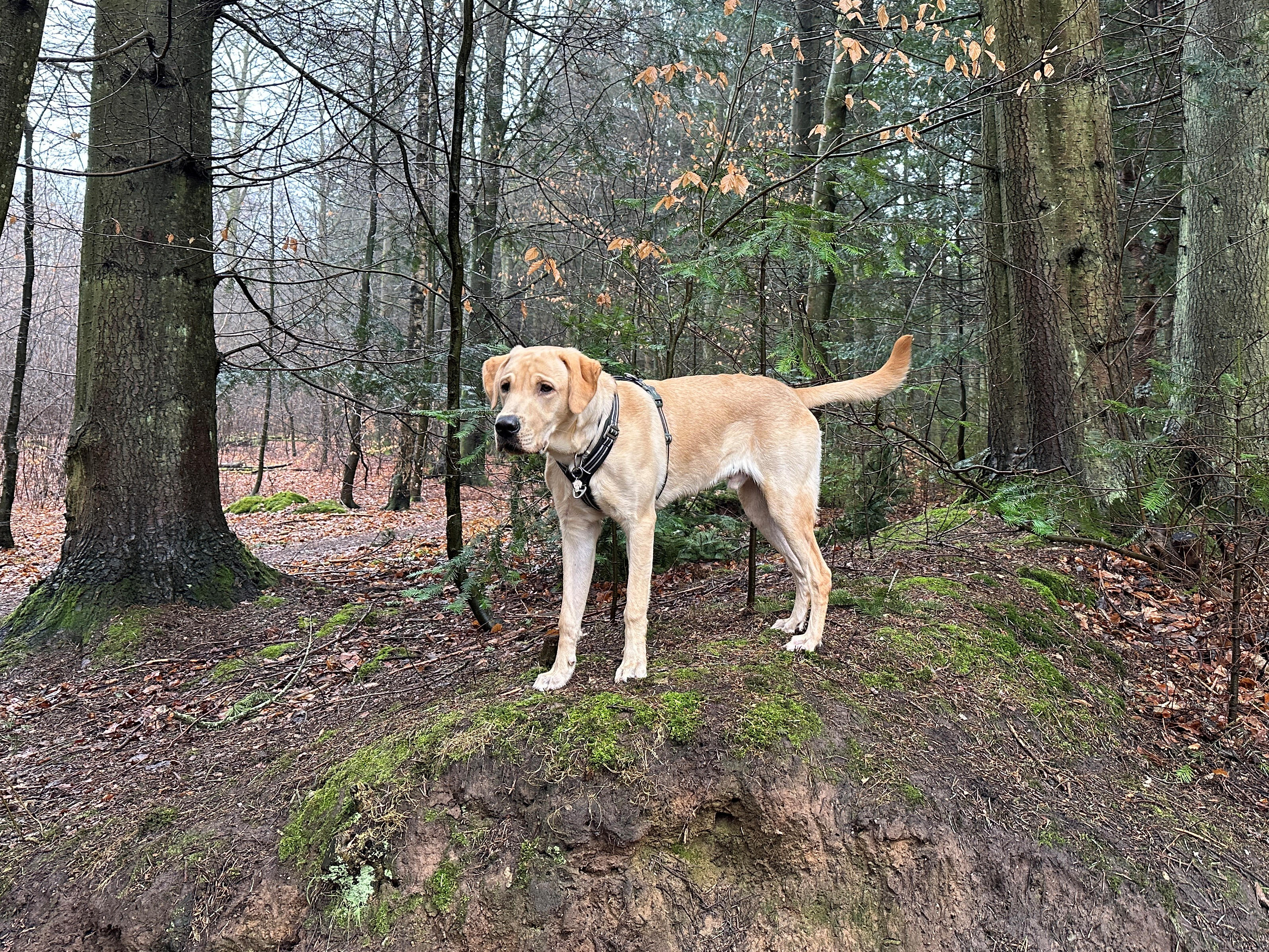 Stolt hund
